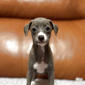 ミックス(イタリアングレーハウンド×イタプー)【千葉県・女の子・2025年10月1日・ブルーフォーン&ホワイト】の写真「甘えん坊の可愛い女の子です✨」