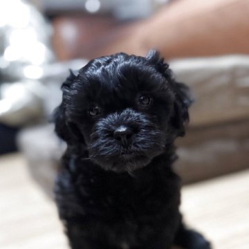 シープー(トイプードル×シーズー)【千葉県・女の子・2025年10月9日・ダークブラウン】の写真「シープーは穏やかで社交的です😊」