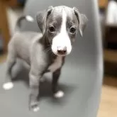 ミックス(イタリアングレーハウンド×イタプー)【千葉県・男の子・2025年9月19日・ブルー&ホワイト】の写真1