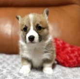 ウェルシュ・コーギー・ペンブローク