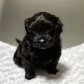 シープー(トイプードル×シーズー)【千葉県・男の子・2025年10月9日・ダークブラウン】の写真1