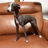 イタリアングレーハウンド