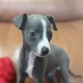 イタリアングレーハウンド