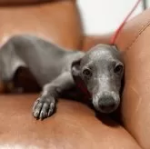 イタリアングレーハウンド