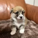 ウェルシュ・コーギー・ペンブローク【千葉県・男の子・2025年11月5日・レッドアンドホワイト】の写真4