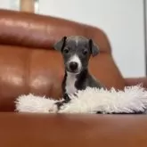 イタリアングレーハウンド【千葉県・男の子・2025年7月3日・ブルー&ホワイト】の写真7