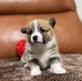 ウェルシュ・コーギー・ペンブローク【千葉県・女の子・2025年11月5日・レッドアンドホワイト】の写真6