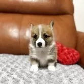 ウェルシュ・コーギー・ペンブローク【千葉県・女の子・2025年11月5日・レッドアンドホワイト】の写真3「首回りは綺麗にホワイトが入っています」