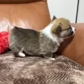 ウェルシュ・コーギー・ペンブローク【千葉県・女の子・2025年11月5日・レッドアンドホワイト】の写真8