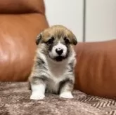 ウェルシュ・コーギー・ペンブローク【千葉県・男の子・2025年11月5日・レッドアンドホワイト】の写真2「人懐こく性格のいい子です」