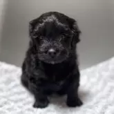 シープー(トイプードル×シーズー)【千葉県・男の子・2025年10月9日・ダークブラウン】の写真4