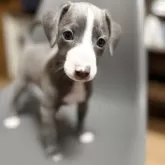 ミックス(イタリアングレーハウンド×イタプー)【千葉県・男の子・2025年9月19日・ブルー&ホワイト】の写真4