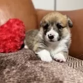 ウェルシュ・コーギー・ペンブローク【千葉県・男の子・2025年11月5日・レッドアンドホワイト】の写真5