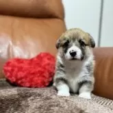 ウェルシュ・コーギー・ペンブローク【千葉県・男の子・2025年11月5日・レッドアンドホワイト】の写真3