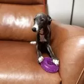 イタリアングレーハウンド【千葉県・男の子・2025年7月3日・ブルー&ホワイト】の写真6