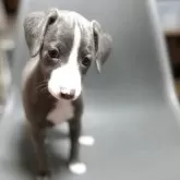 ミックス(イタリアングレーハウンド×イタプー)【千葉県・男の子・2025年9月19日・ブルー&ホワイト】の写真3