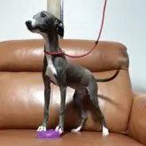 イタリアングレーハウンド【千葉県・男の子・2025年7月3日・ブルー&ホワイト】の写真2