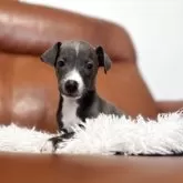 イタリアングレーハウンド【千葉県・男の子・2025年7月3日・ブルー&ホワイト】の写真8