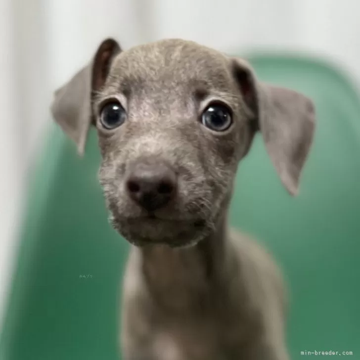 ID：2411-01012の子犬