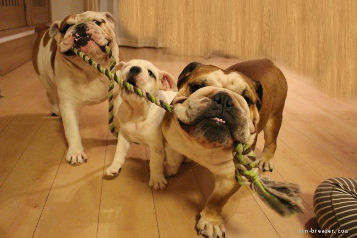 永原　悠(ながはら　ゆう)ブリーダー(京都府・ブルドッグ・JKC登録)の紹介写真2