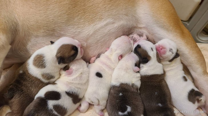 永原悠ブリーダーのブログ：子犬生まれました。