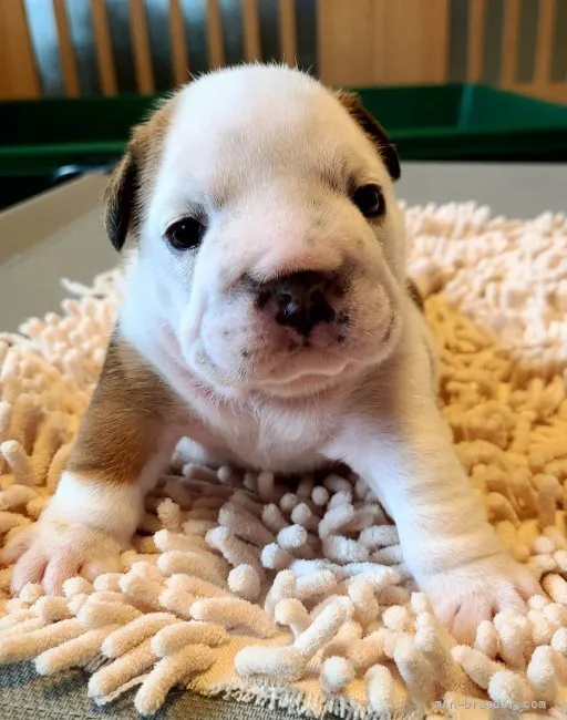 ID：2107-01231の子犬