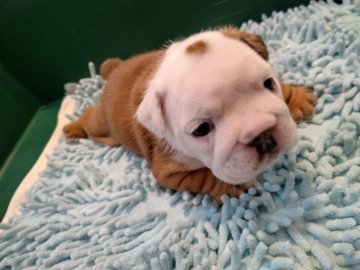 ブルドッグ【京都府・女の子・2021年6月14日・レッド&ホワイト】の写真「キレイなレッド&ホワイト」