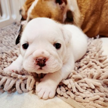 ブルドッグ【京都府・女の子・2021年6月14日・ホワイト&レッド】の写真「お尻の模様がかわいいしっぽちゃん」