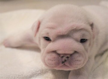 ブルドッグ【京都府・男の子・2020年6月24日・ホワイト】の写真「真っ白なブルドッグ」