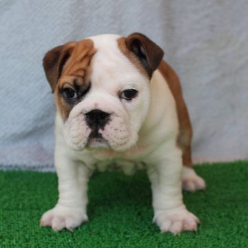 ブルドッグ【京都府・女の子・2024年2月19日・レッド&ホワイト】の写真「片パッチのブルドッグ」