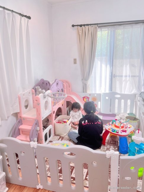 キッズスペースもあるので小さなお子様も楽しくご見学して頂けます✨｜松本　源大(まつもと　げんた)ブリーダー(愛知県・ボーダーコリーなど・JKC登録)の紹介写真8