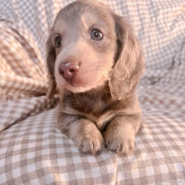 ID:2412-04656の子犬