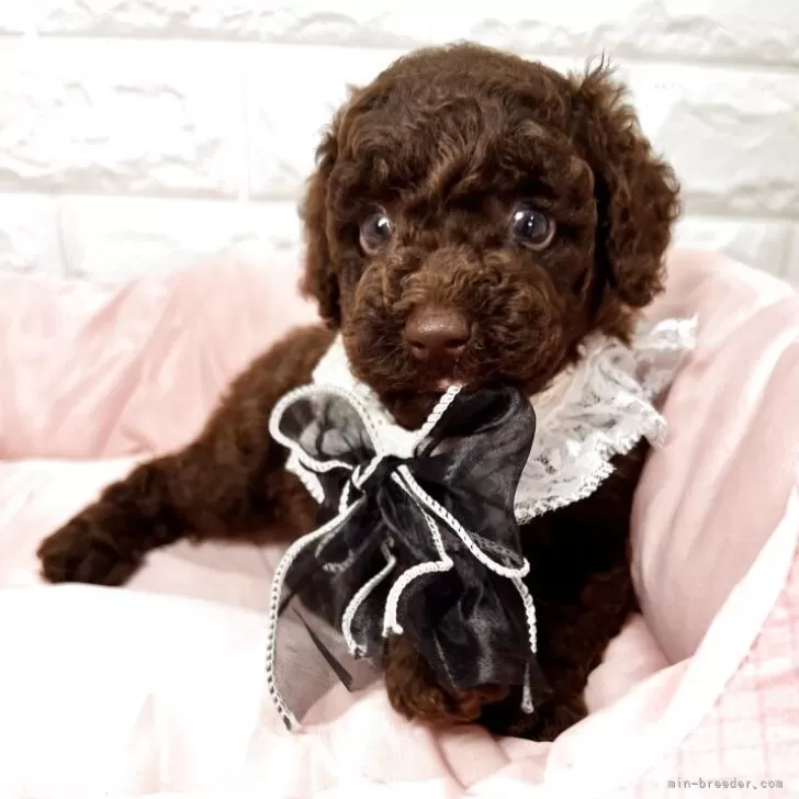 ID：2508-01065の子犬