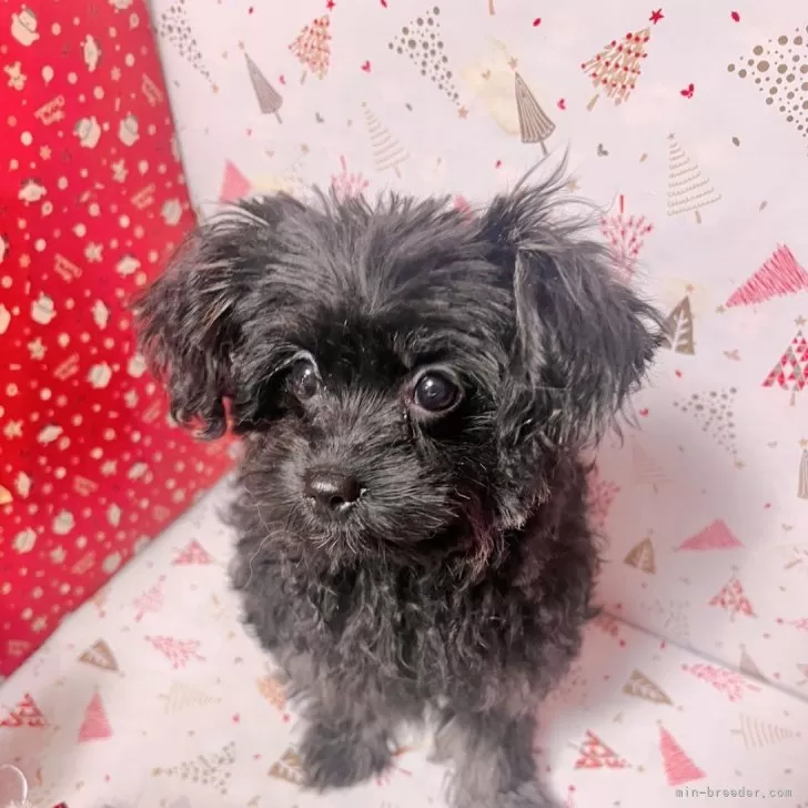 ID：2412-02782の子犬