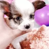 パピヨン