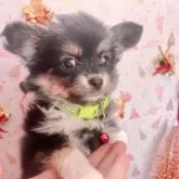ミックス(チワワ×パピヨン)【愛知県・女の子・2024年10月7日・ブラックタン】の写真1「クリスマスバージョン」