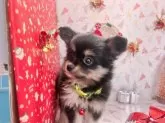 ミックス(チワワ×パピヨン)【愛知県・女の子・2024年10月7日・ブラックタン】の写真3