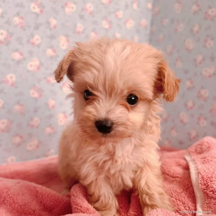 ID:2410-05053の子犬