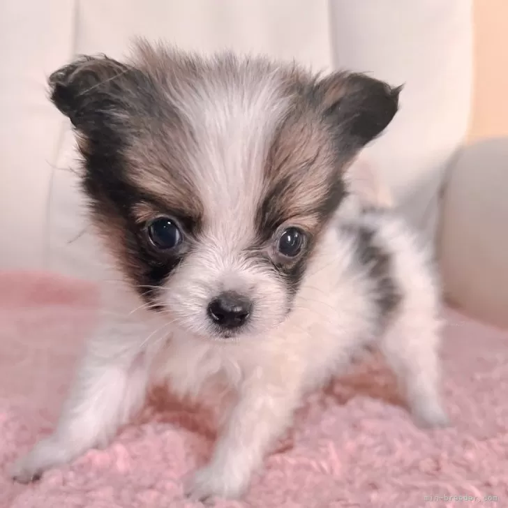 ID:2312-02509の子犬