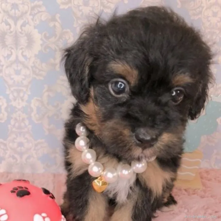 ID：2308-01535の子犬