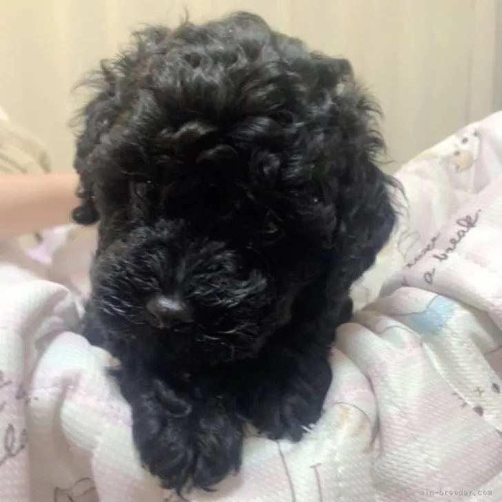 ID:2306-00120の子犬