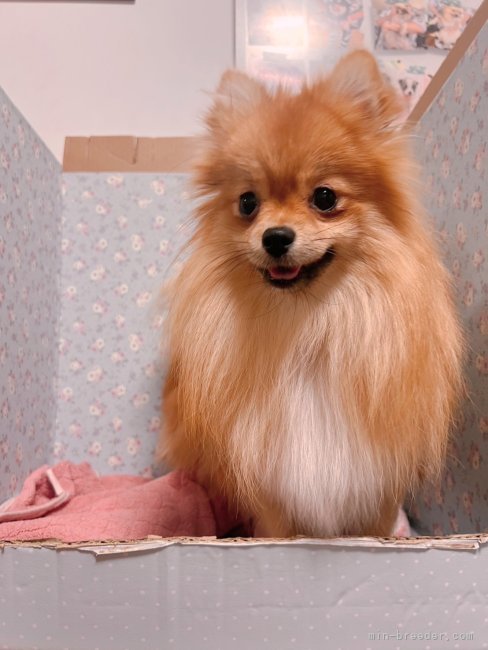 ポメラニアン【・女の子・2023年7月12日・オレンジ】