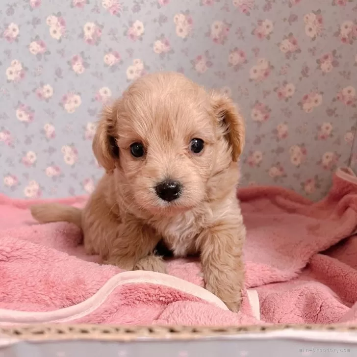 ID:2406-02806の子犬