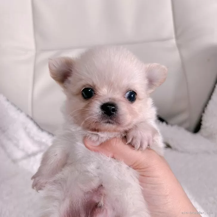 ID:2406-06779の子犬