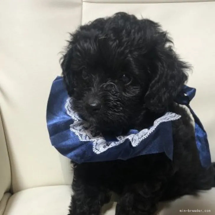 ID:2307-01590の子犬