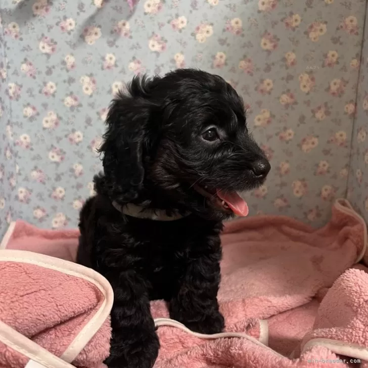 ID：2406-01182の子犬