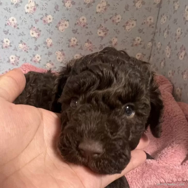 ID:2406-05115の子犬