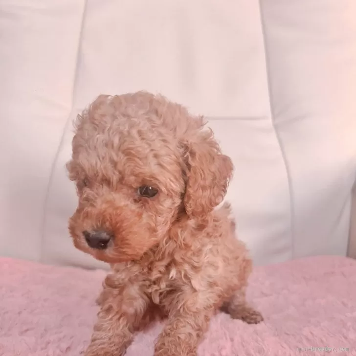 ID:2312-04066の子犬