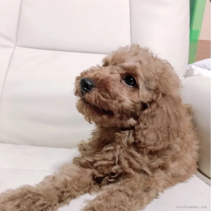ID：2306-04002の子犬
