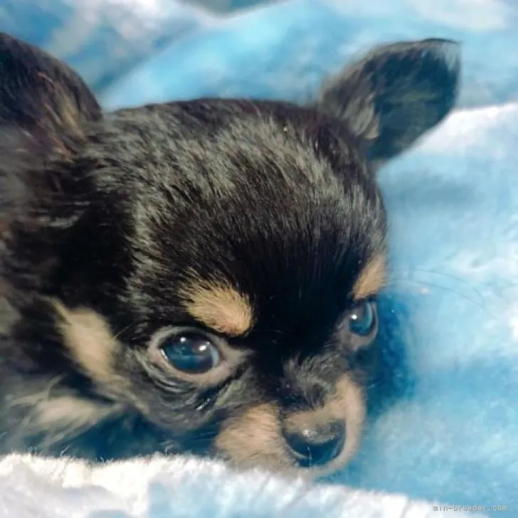 ID:2207-01921の子犬